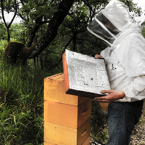 Récolte en ruche warré