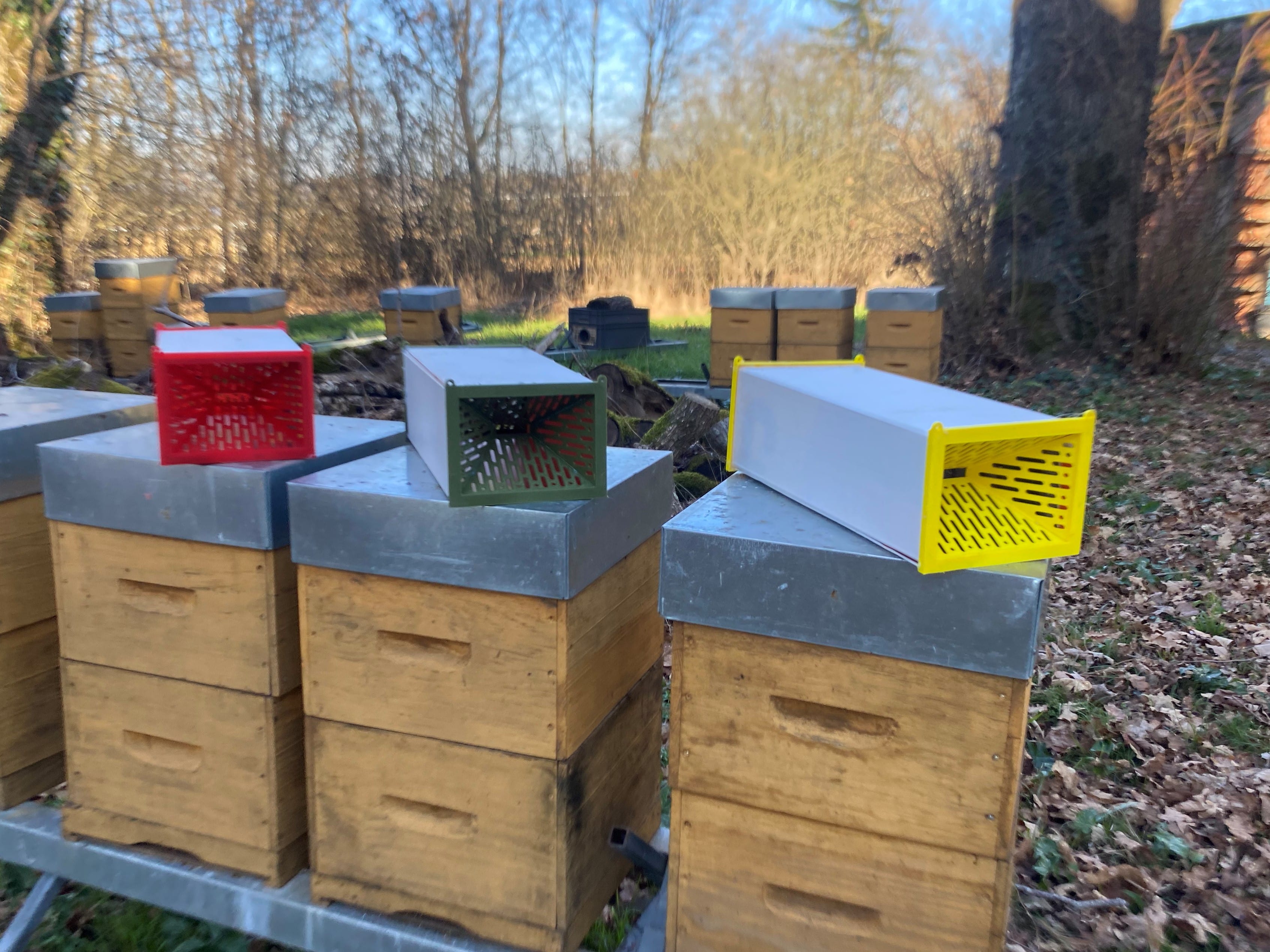 Kit piège pour frelon asiatique   protège les abeilles  noires